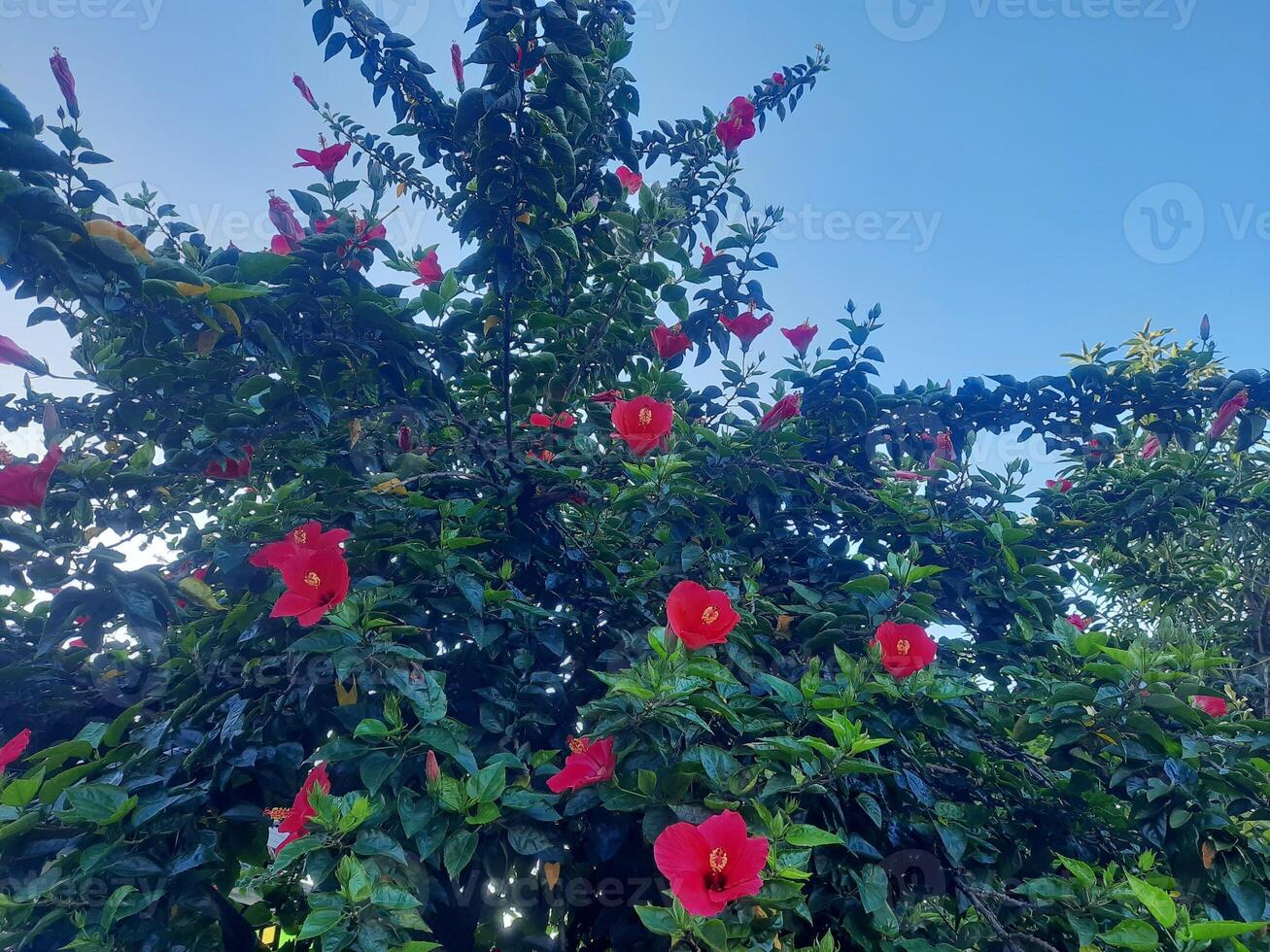 stor röd blomma hibiskus träd foto