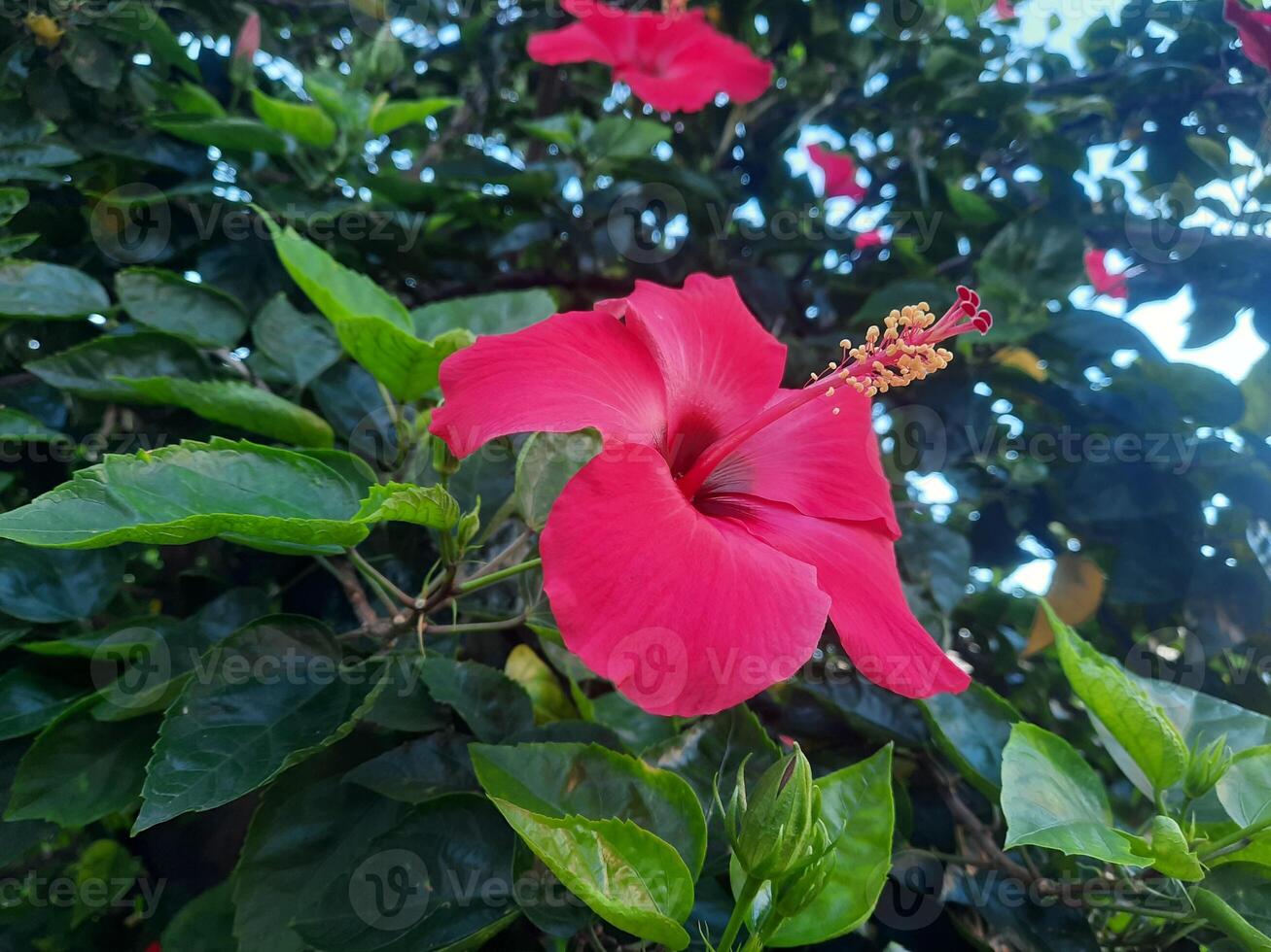 närbild se av röd hibiskus blomma med suddig grön löv bakgrund foto