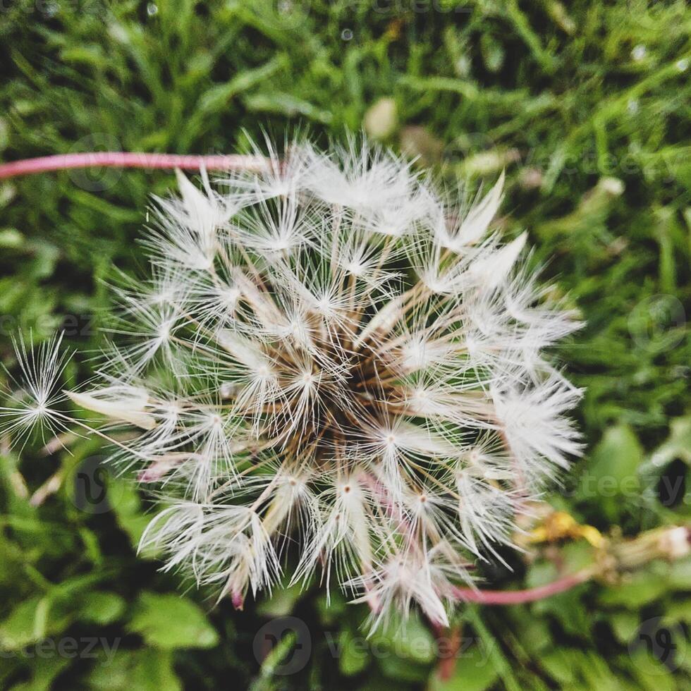 skön maskros blommor med flygande fjädrar foto