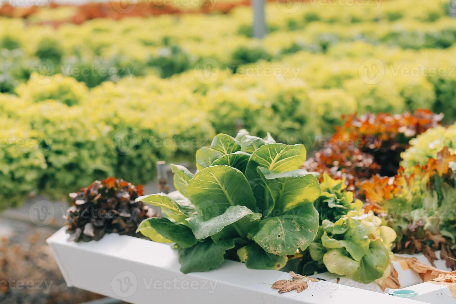 kvinna trädgårdsmästare inspekterar kvalitet av grön ek sallad i växthus trädgårdsarbete. kvinna asiatisk hortikultur jordbrukare odla friska näring organisk sallad grönsaker i hydroponiska jordbruksnäringen odla. foto