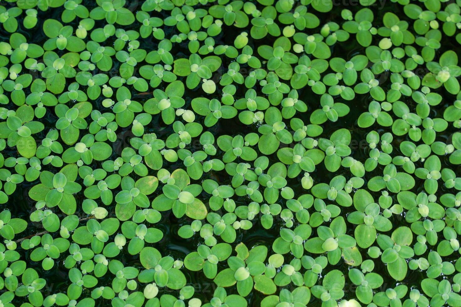 grön bakgrund av andmat är en små flytande växt. växer och reproducerar väl i fortfarande vatten den där är rik i näringsämnen och organisk materia. foto