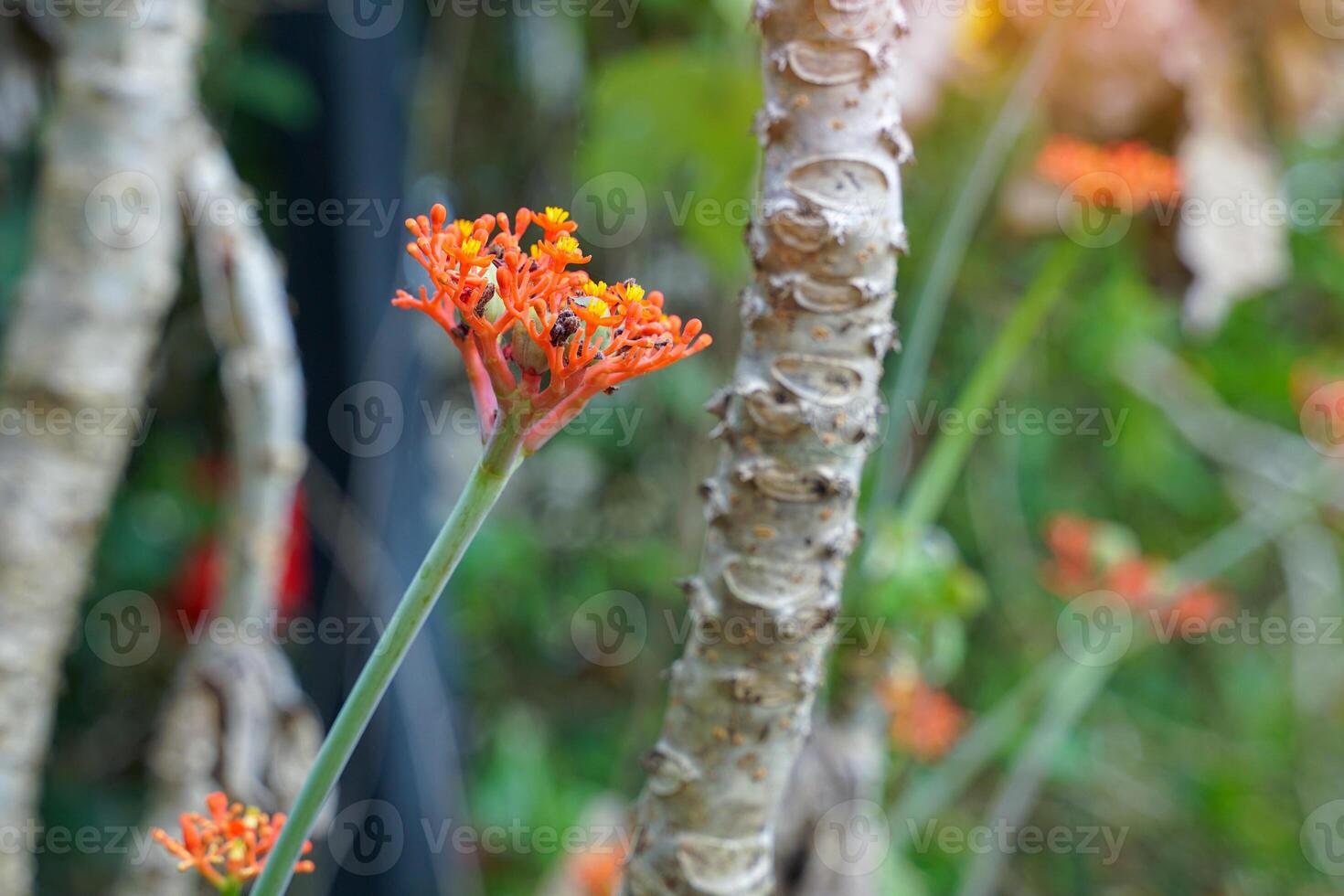 gikt växt är en ört- växt med saftig stam s, ojämn yta, med klar mjölkig vit latex. blommor blomma på de tips av de skott. de blommor är röd och talrik. foto