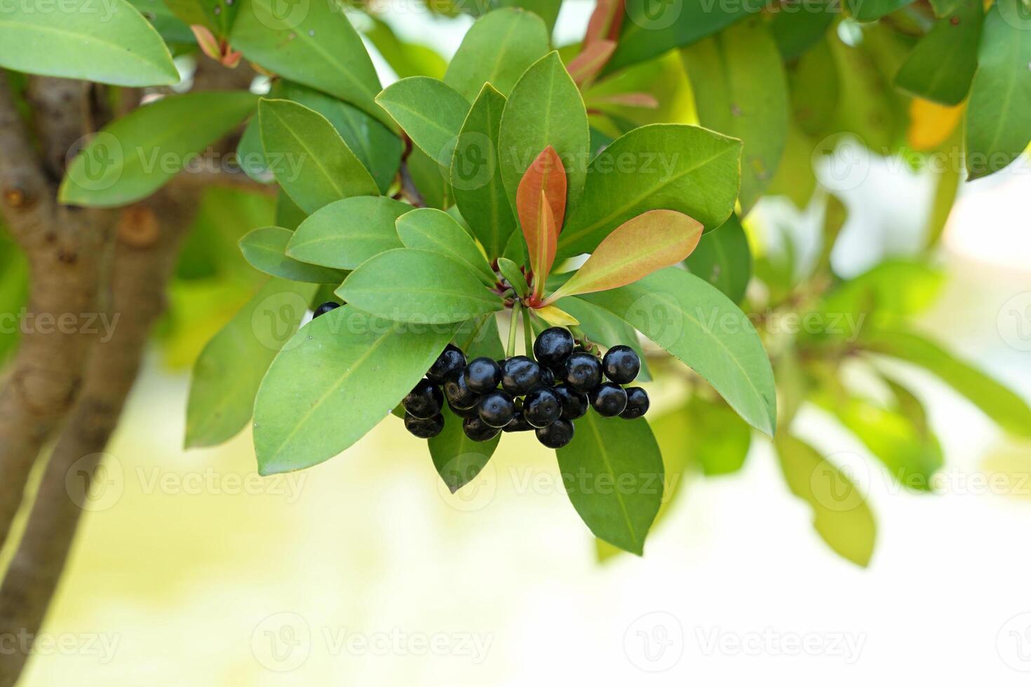 skoknapp ardisia är en medicinsk växt. de ung frukt är grön och sedan sväng röd. när mogen, de sväng lila-svart. de löv är tät på de blast och på de slutar av de grenar. foto