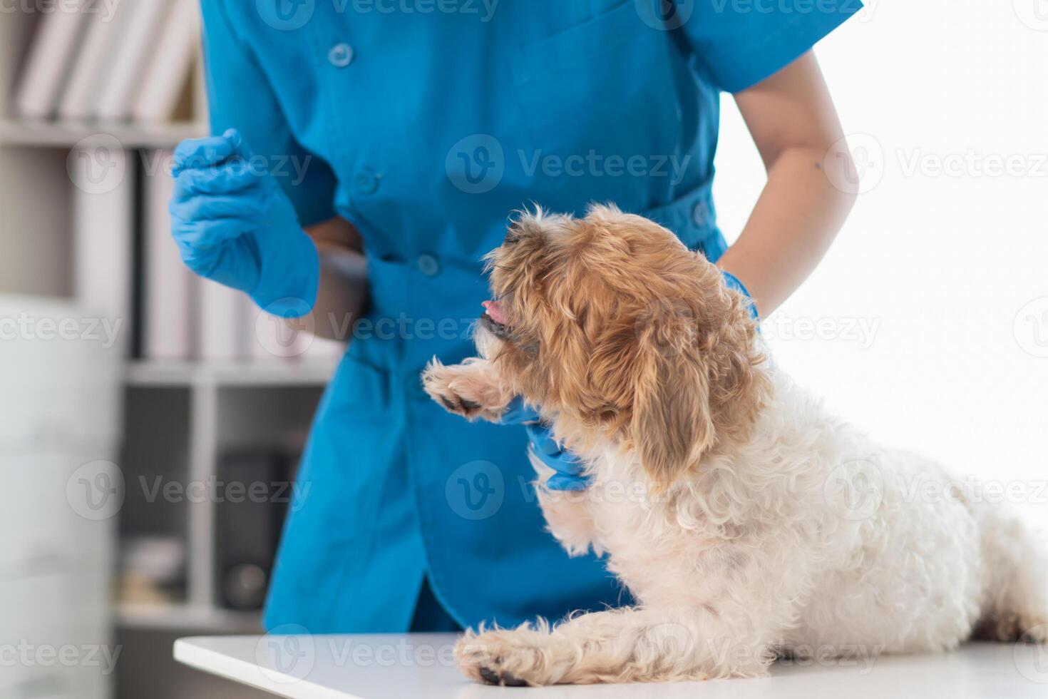 veterinärer är utför årlig kolla upp Posten på hundar till se för möjlig sjukdomar och behandla dem snabbt till säkerställa de sällskapsdjur hälsa. veterinär är granskning hund i veterinär klinik för behandling foto