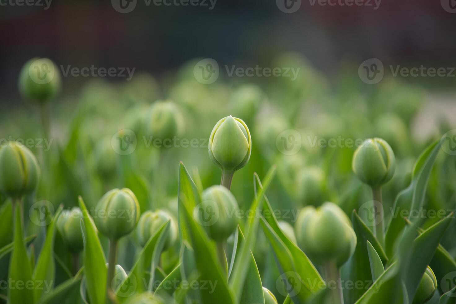 tulpan fält i de tidigt stadier av blomning foto