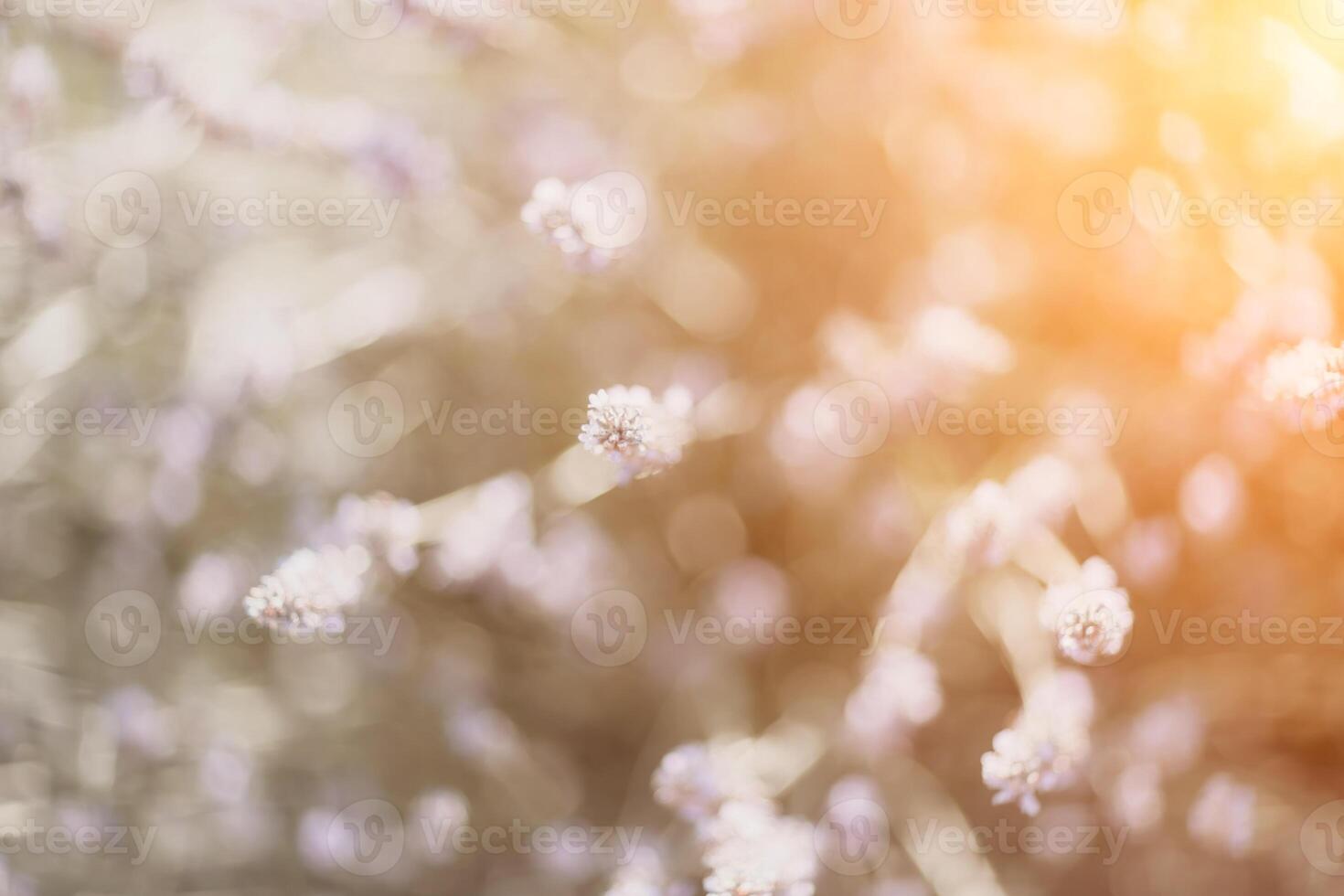 lavendel- buskar närbild på solnedgång. solnedgång glöd över lila blommor av lavendel. selektiv fokus foto