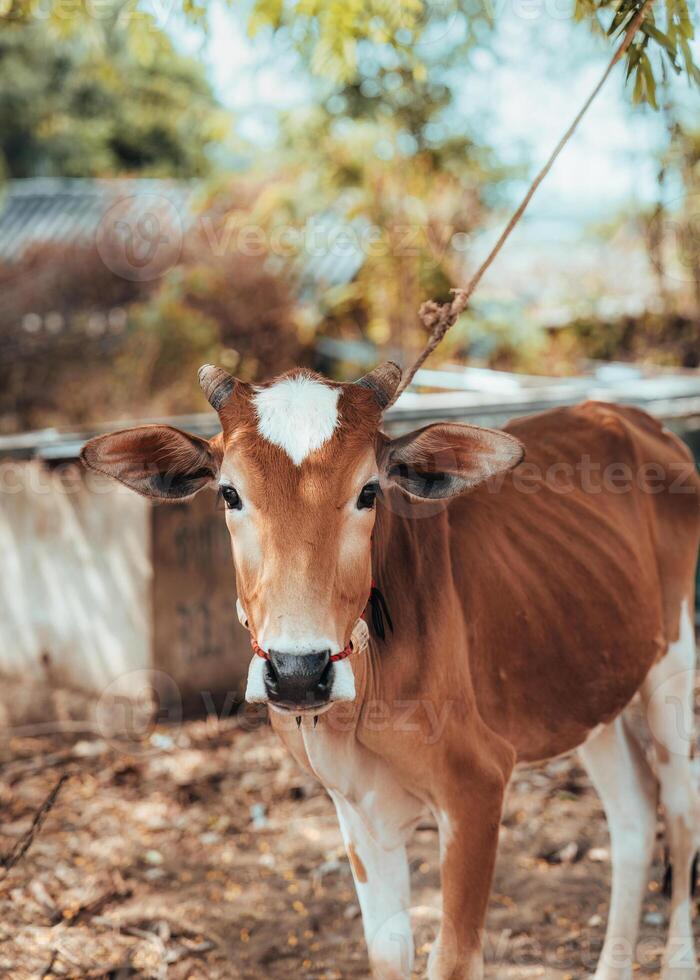 ung brun ko bunden till en träd ser på kamera i ranch foto