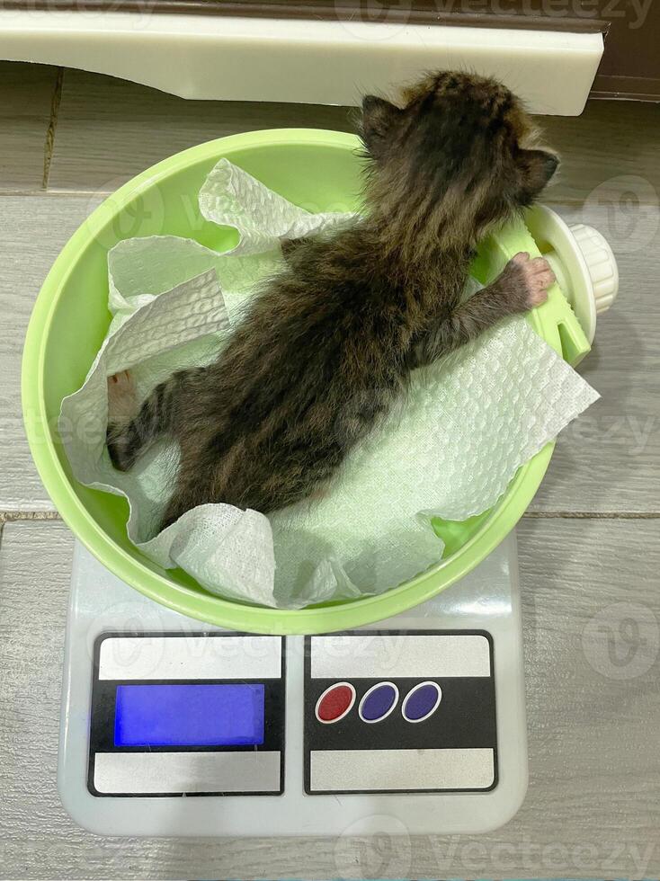 söt fluffig små kattunge är vägde på skala. veterinär medicin för djur, husdjur hälsa vård begrepp. selektiv fokus. foto