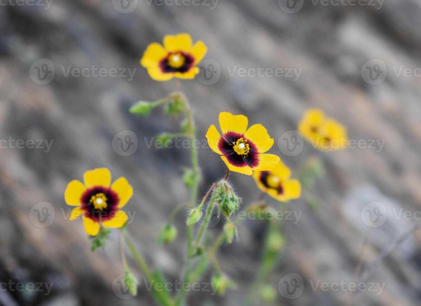 tuberaria guttata gul blomma foto