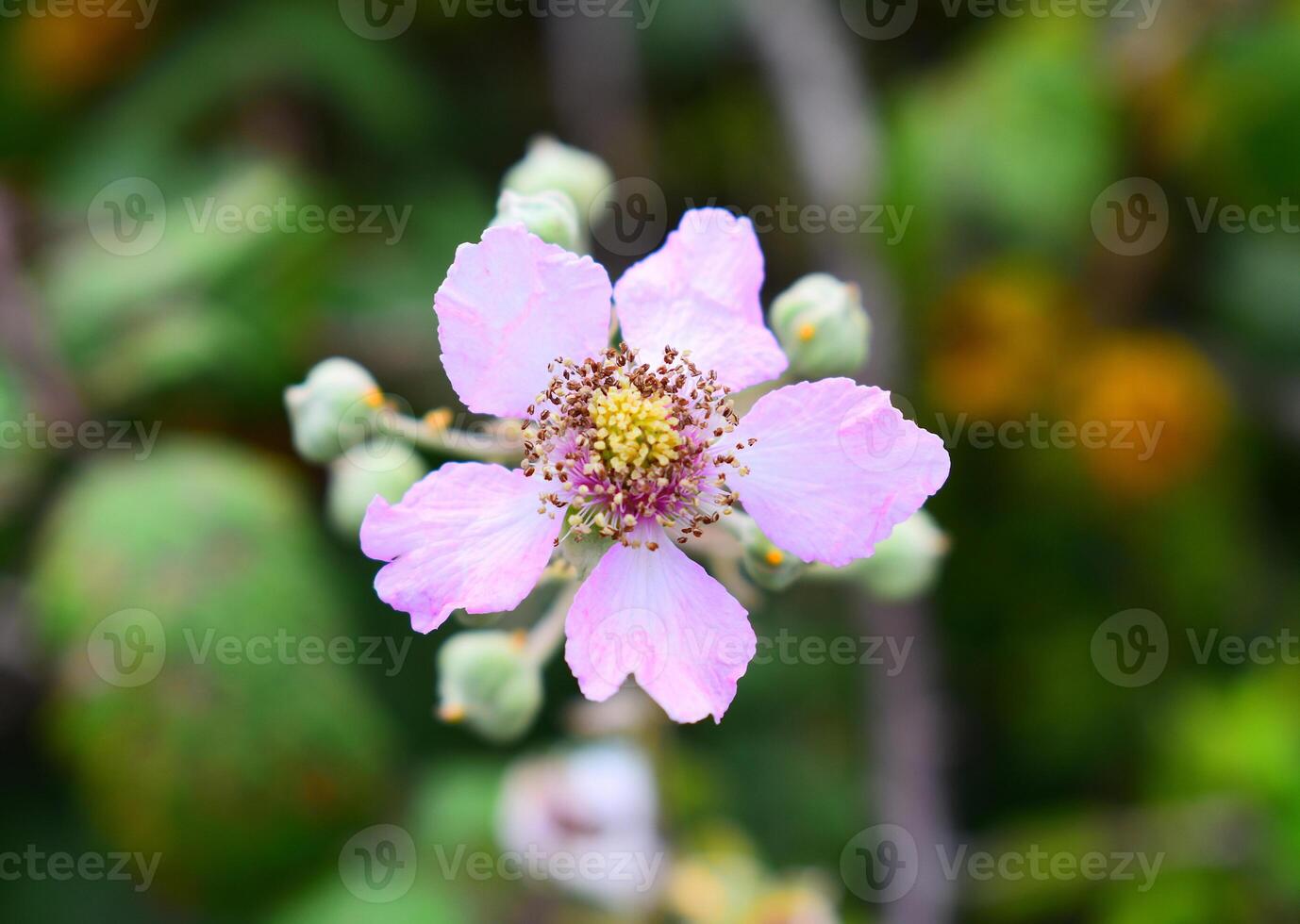 rubus ulmifolius kallad björnbär foto