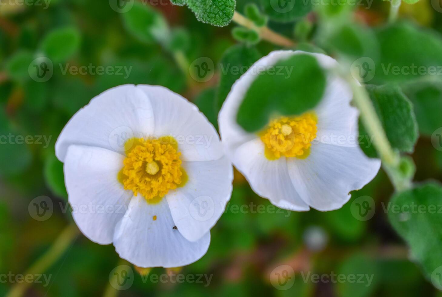 cistus salviifolius rockrose blomma foto