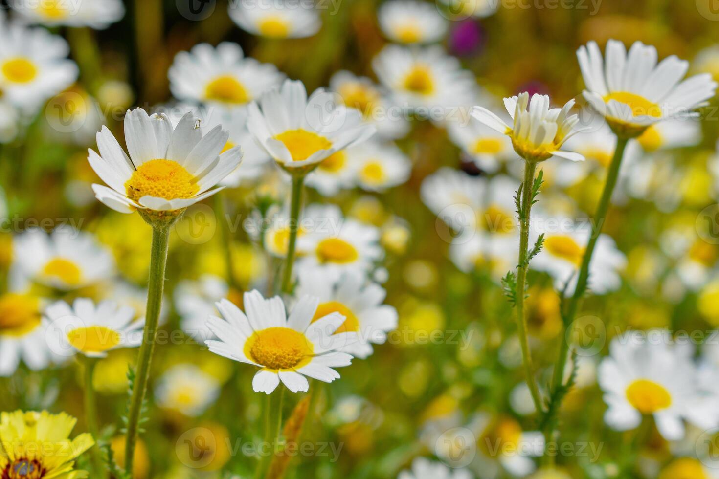 daisy vild blomma vit daisy bakgrund foto