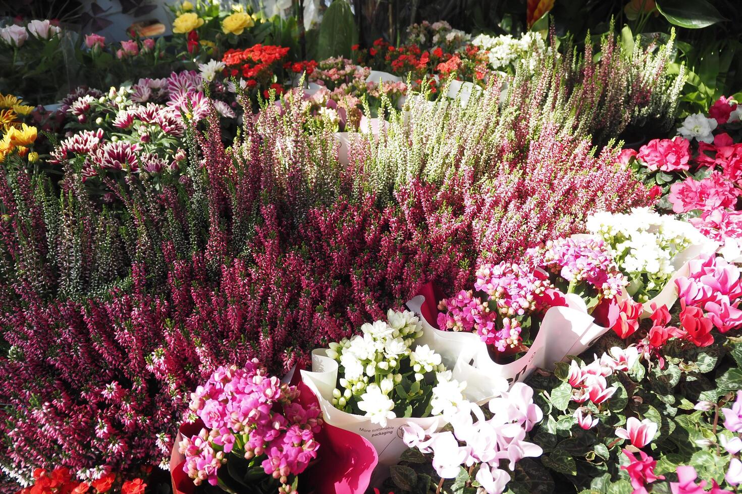 blomma affär i istanbul, blomma visa för försäljning på gata affär , foto