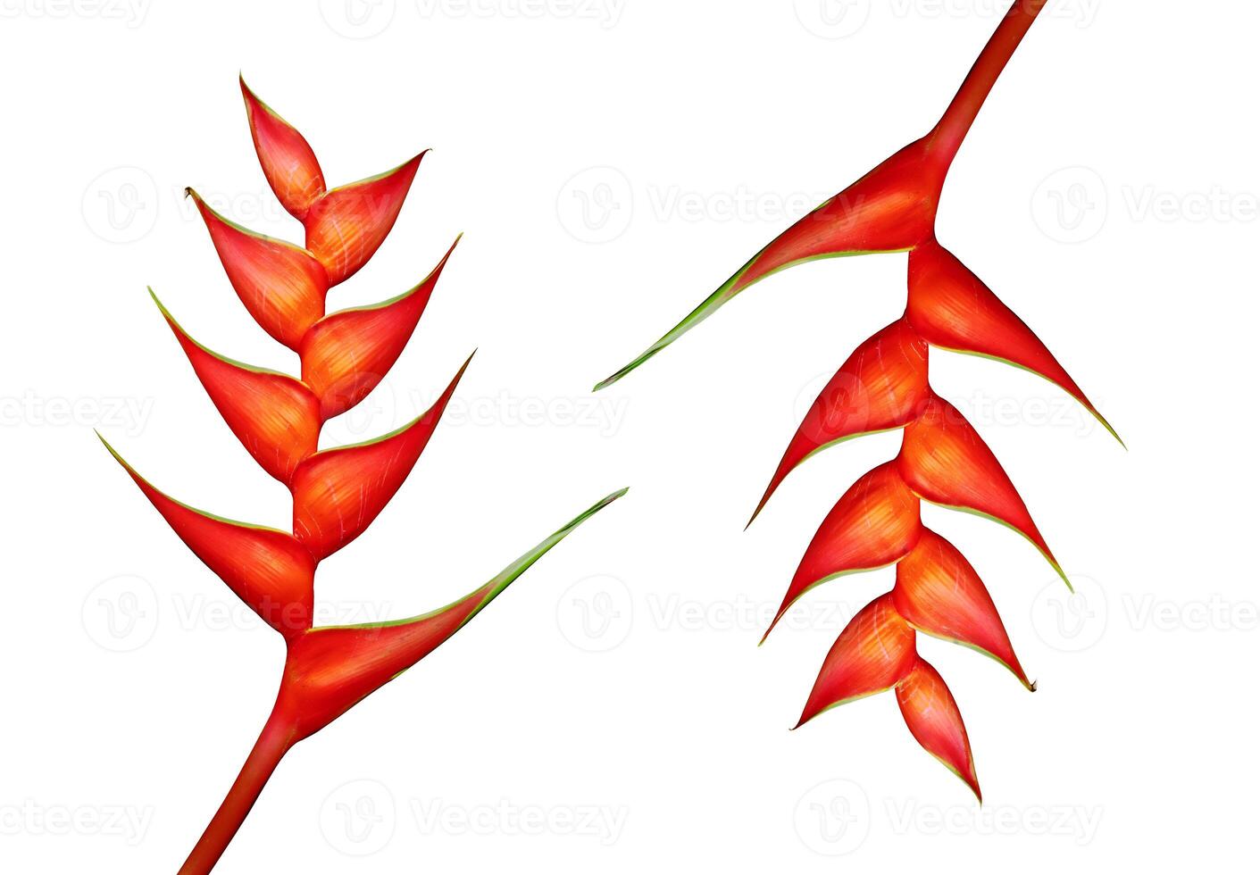 heliconia blomma på vit bakgrund foto