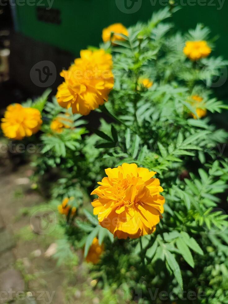 tagetes erecta de aztec ringblomma mexikansk ringblomma stor ringblomma cempaxochitl eller cempasuchil är en arter av blommande växt i de släkte tagetes inföding till Mexiko. bangladeshiska ganda blomma foto