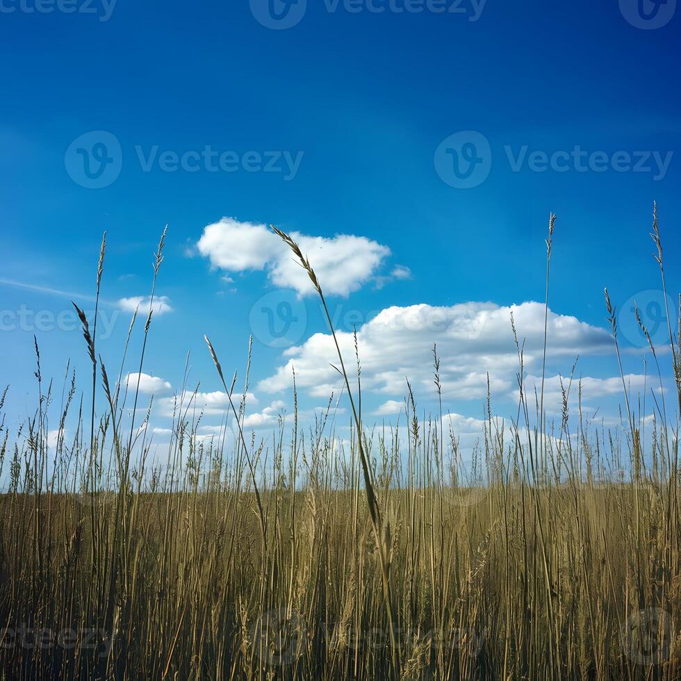 ai genererad gräs fält under blå himmel skapar idyllisk naturlig bakgrund för social media posta storlek foto