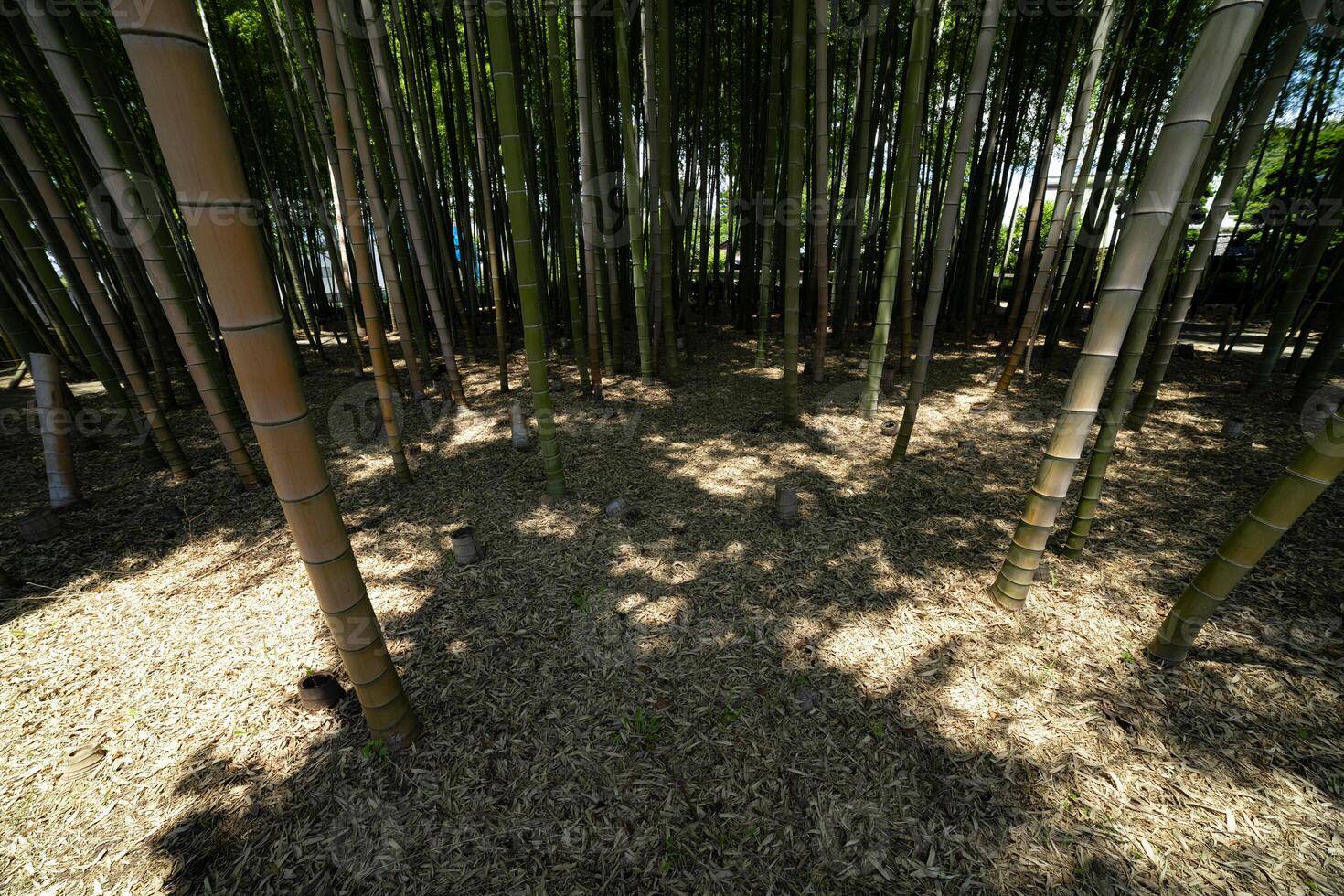 en grön bambu skog i vår solig dag ser ner foto