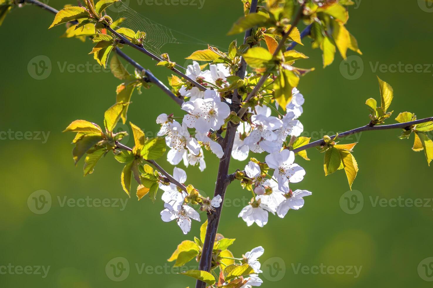 en gren med vit körsbär blomma knoppar foto