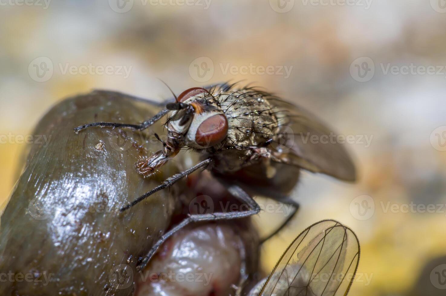 små makro flyga i vild liv natur foto