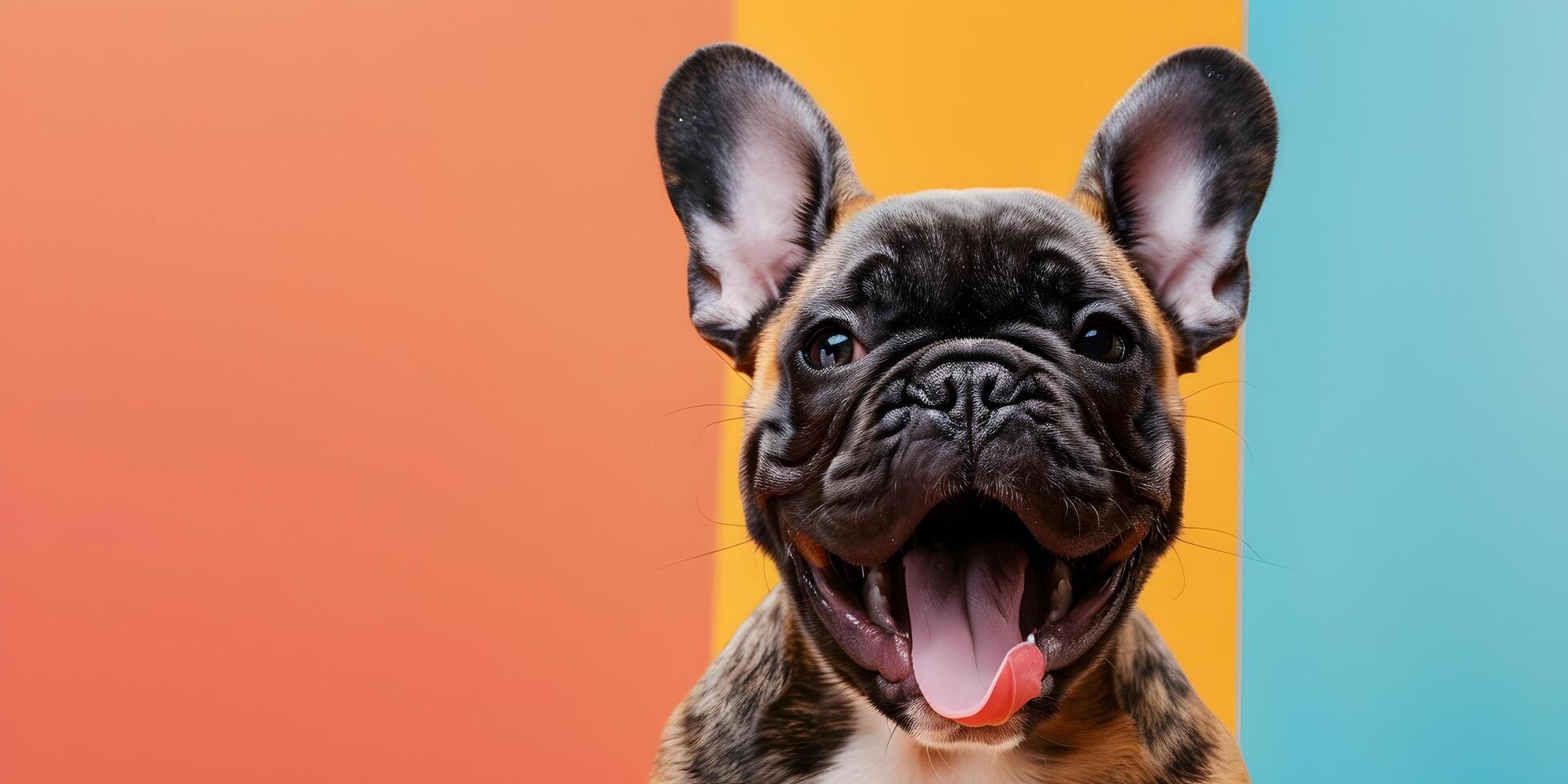 franska bulldogg hund den där har öppnad dess mun och pinnar ut dess tunga foto