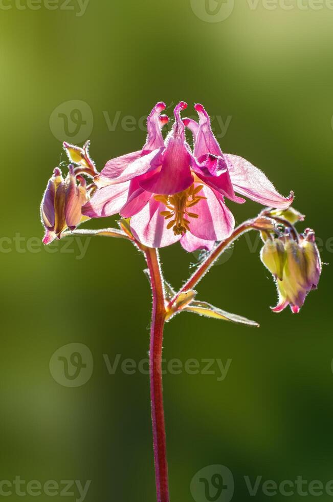 grädde rosa akleja blomma i de morgon- ljus foto