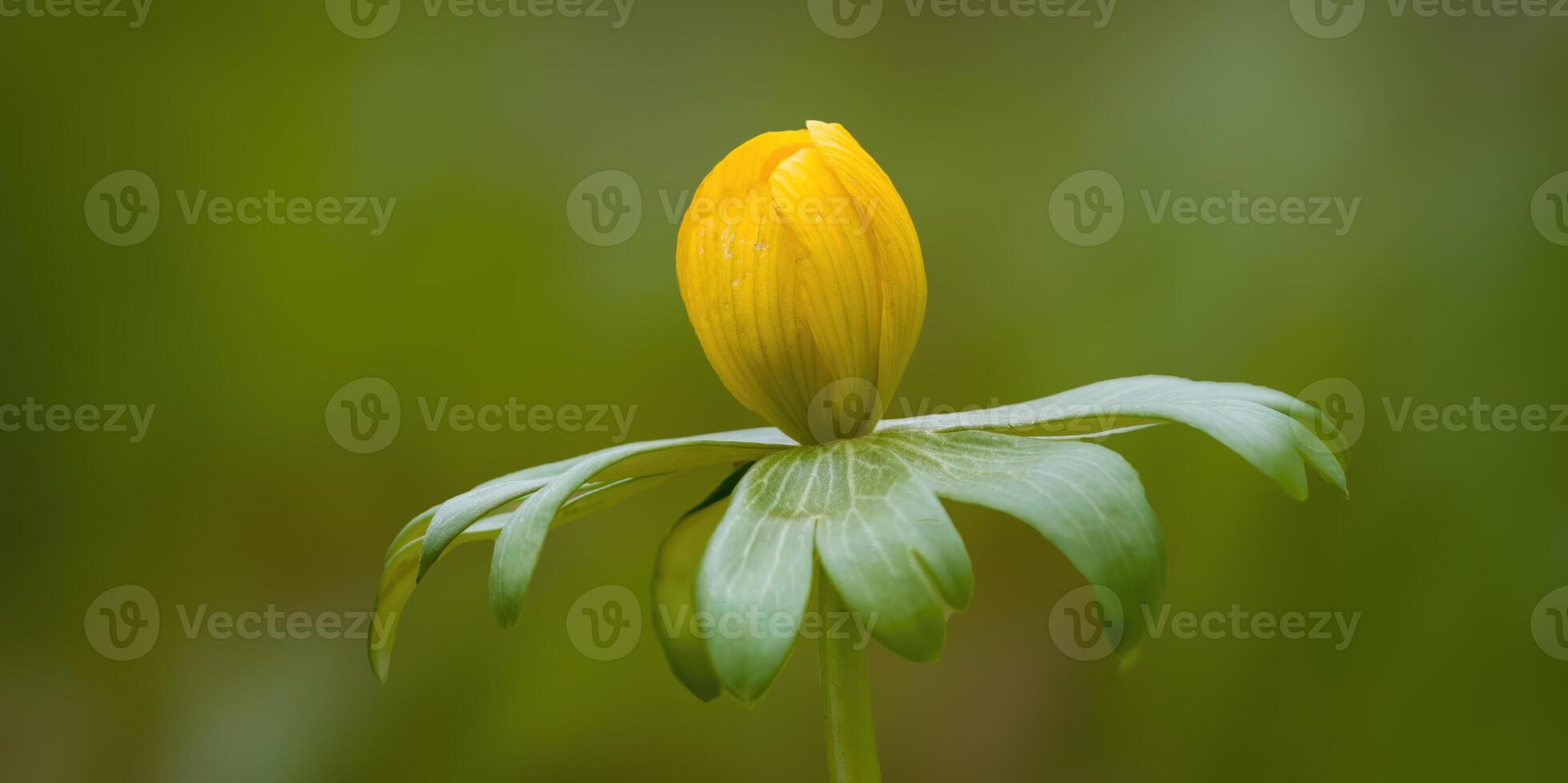 en mjuk blomma blomma i en natur trädgård foto