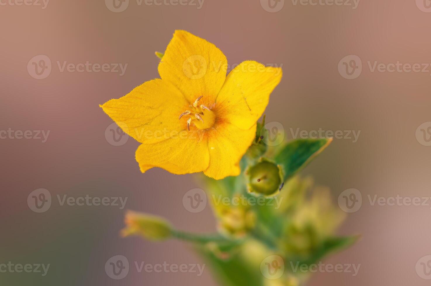 gyllene gul blomma i de morgon- ljus foto