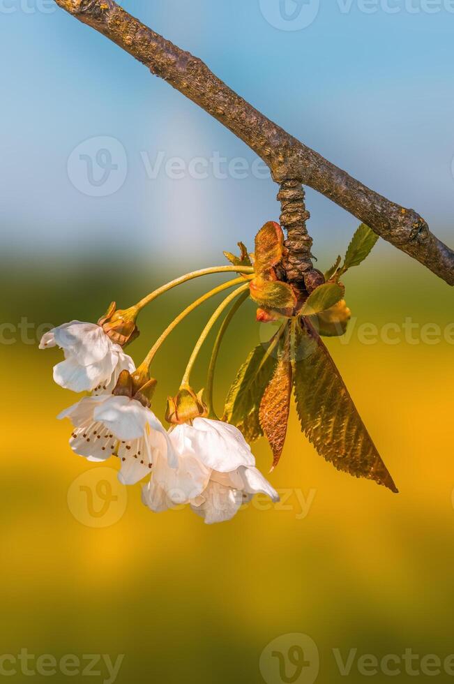 färsk vår blommar på de början av de år foto