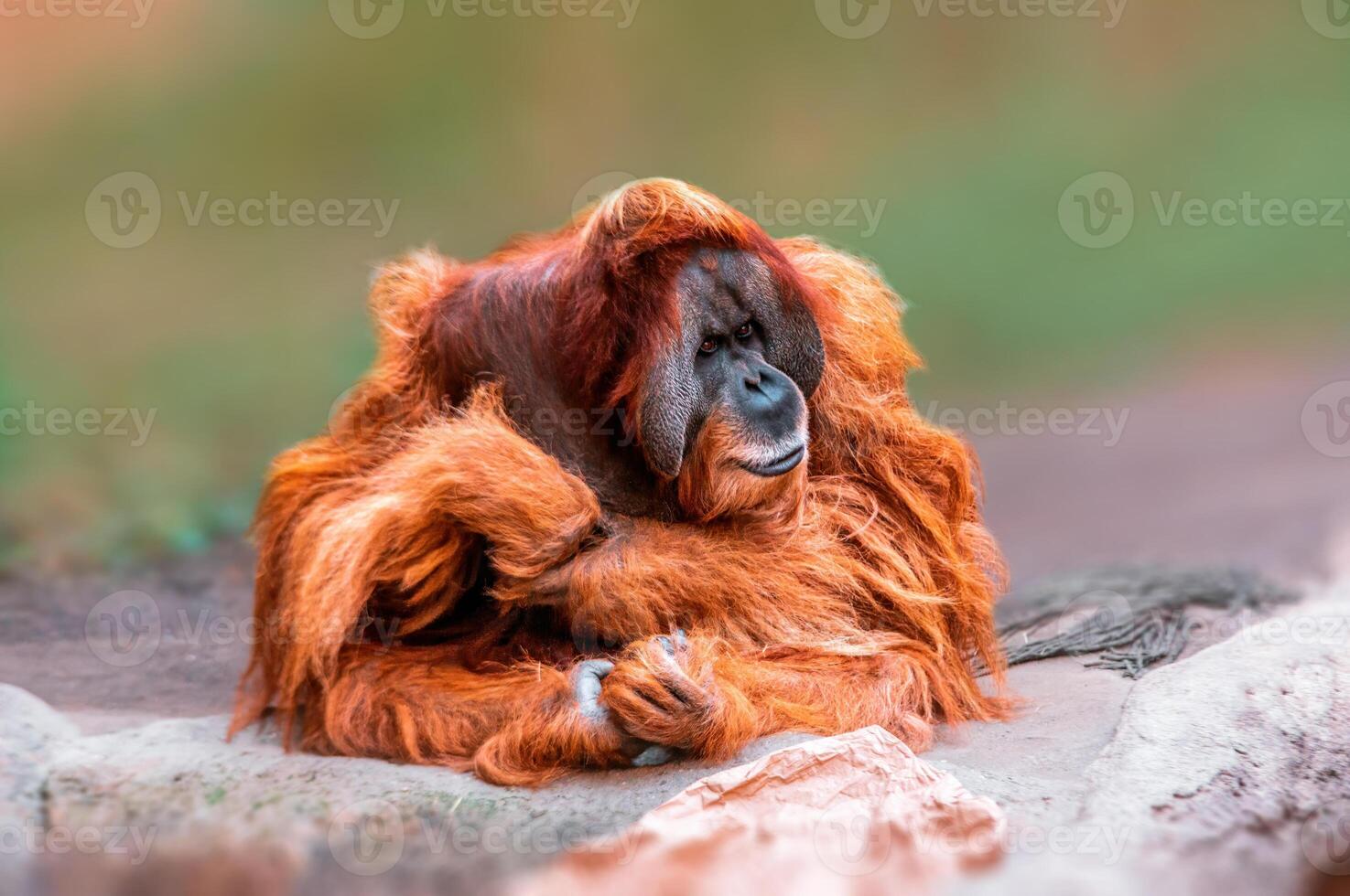 vuxen manlig orangutang sitter och klockor de område foto