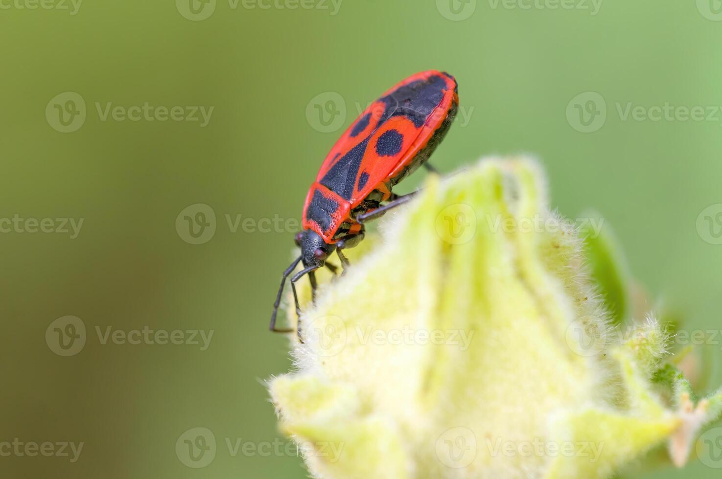 en små skalbagge insekt på en växt i de äng foto