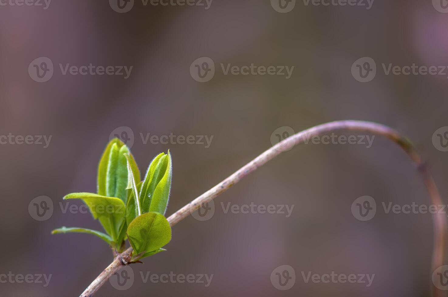 en färsk gren med grön löv i de skog foto