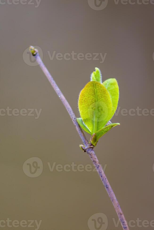 en färsk gren med grön löv i de skog foto