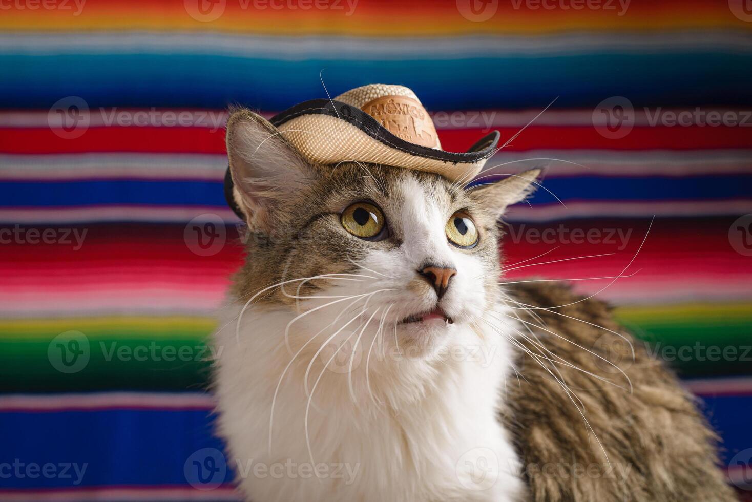 katt bär mexikansk hatt med serape i bakgrund. cinco de mayo bakgrund. foto