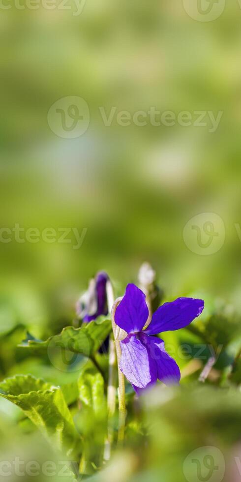 en mjuk blomma blomma i en natur trädgård foto