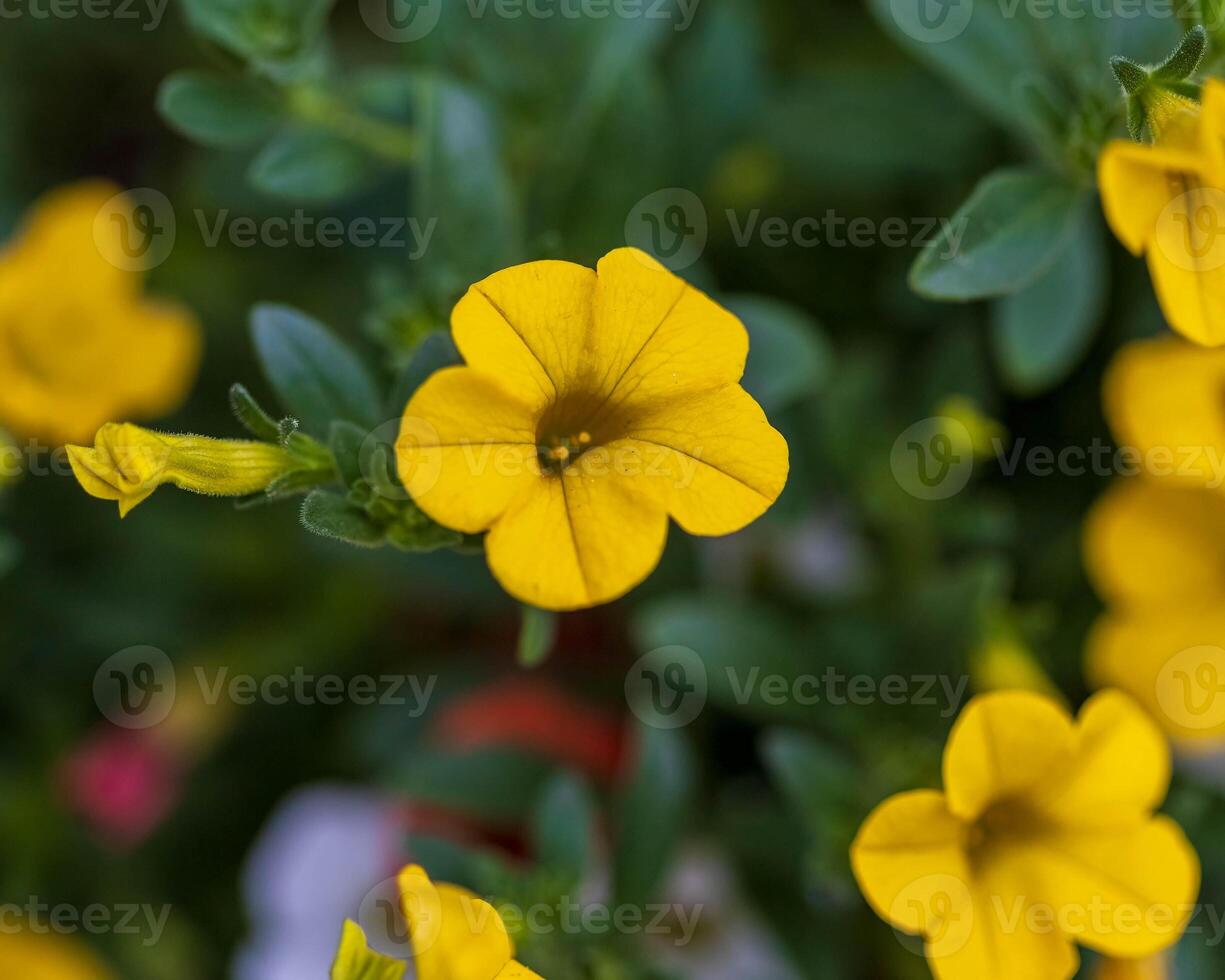 en stänga upp av ett gul miljon klockorna blomma på de främre veranda foto