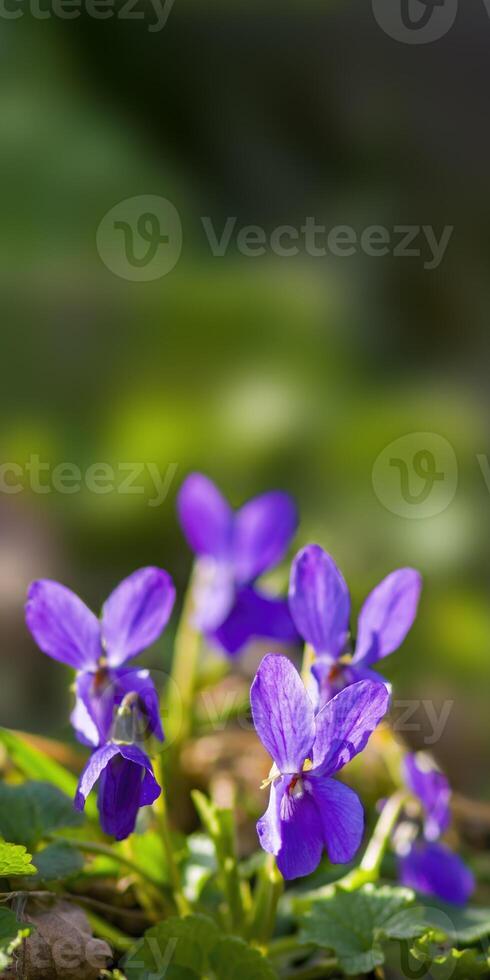 en mjuk blomma blomma i en natur trädgård foto