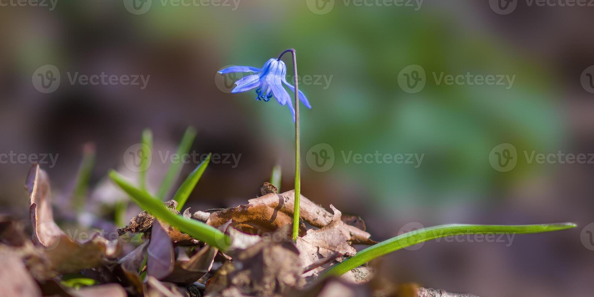 en mjuk blomma blomma i en natur trädgård foto