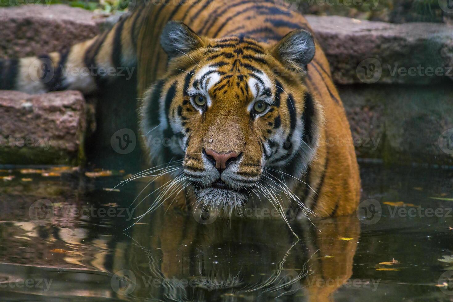 ett stilig ung tiger går in i de vatten för badning foto