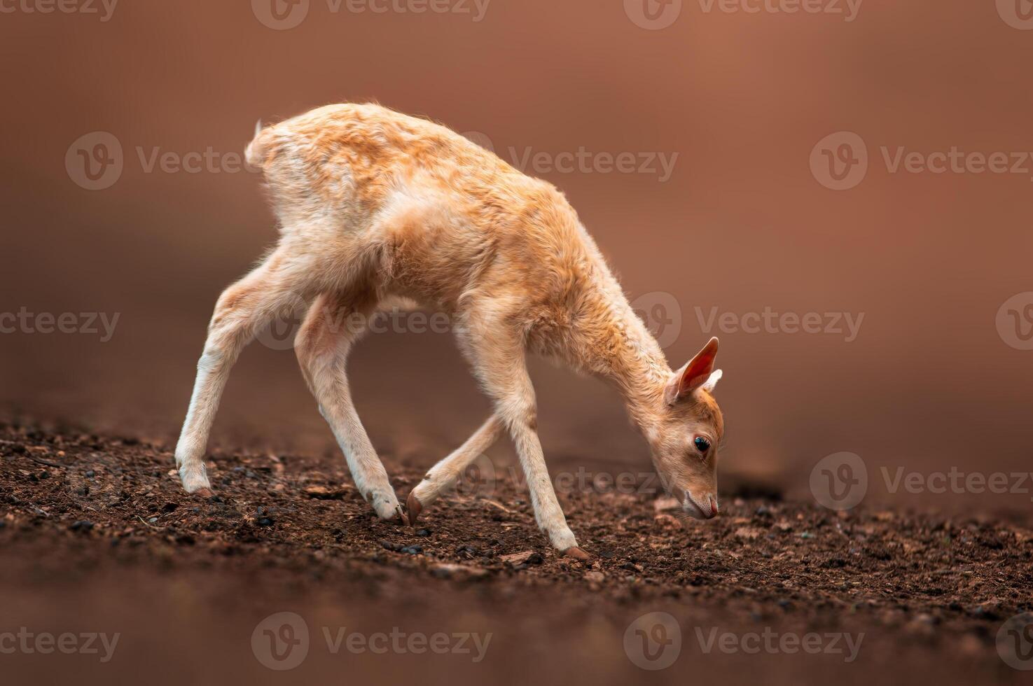 ett ung träda rådjur kalv utforskar de skog foto