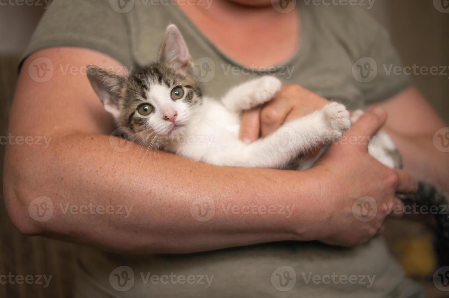 ung söt kattunge cuddles med hans mänsklig foto