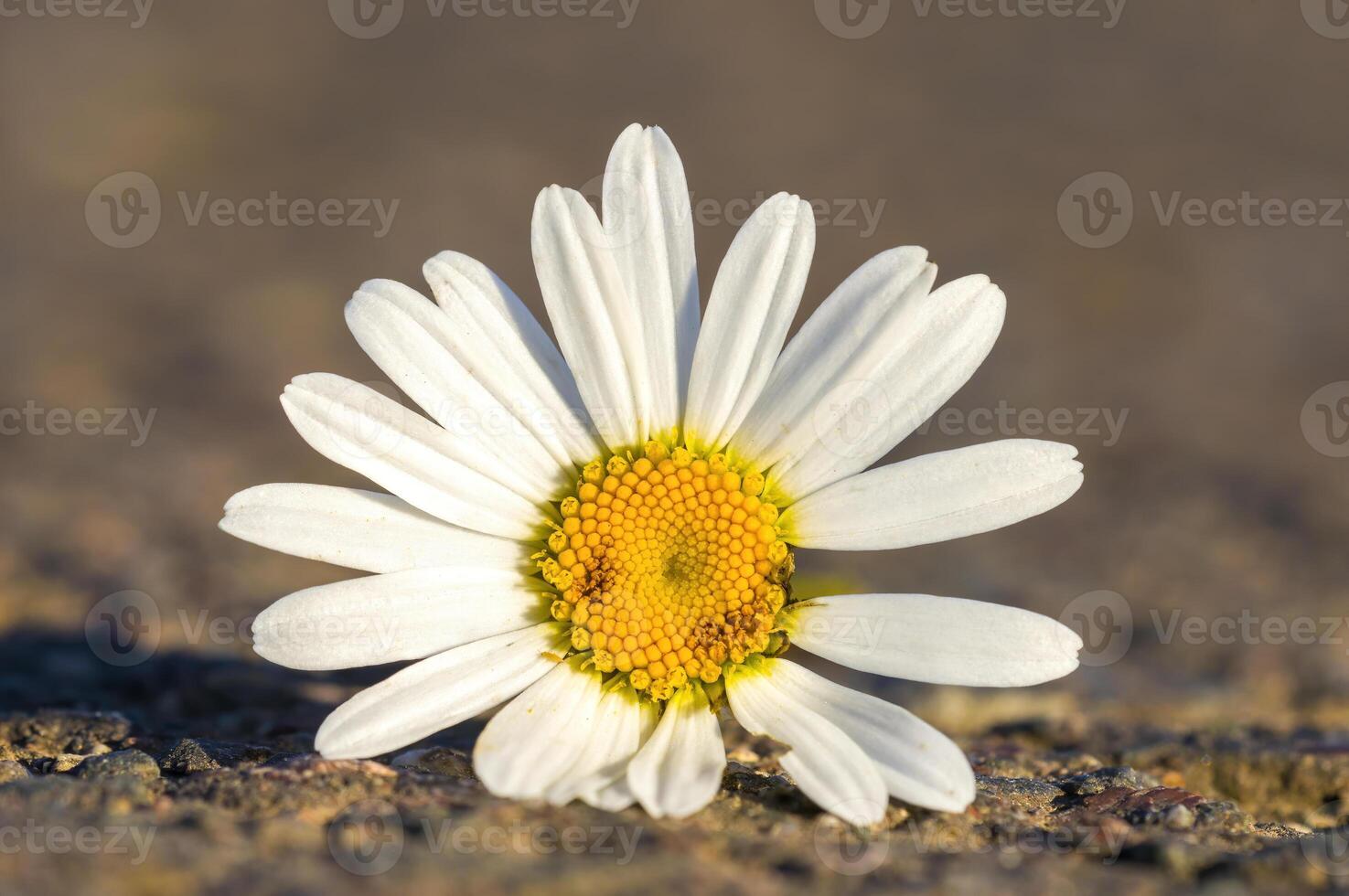 en skön färgrik blomma med en mjuk bakgrund foto