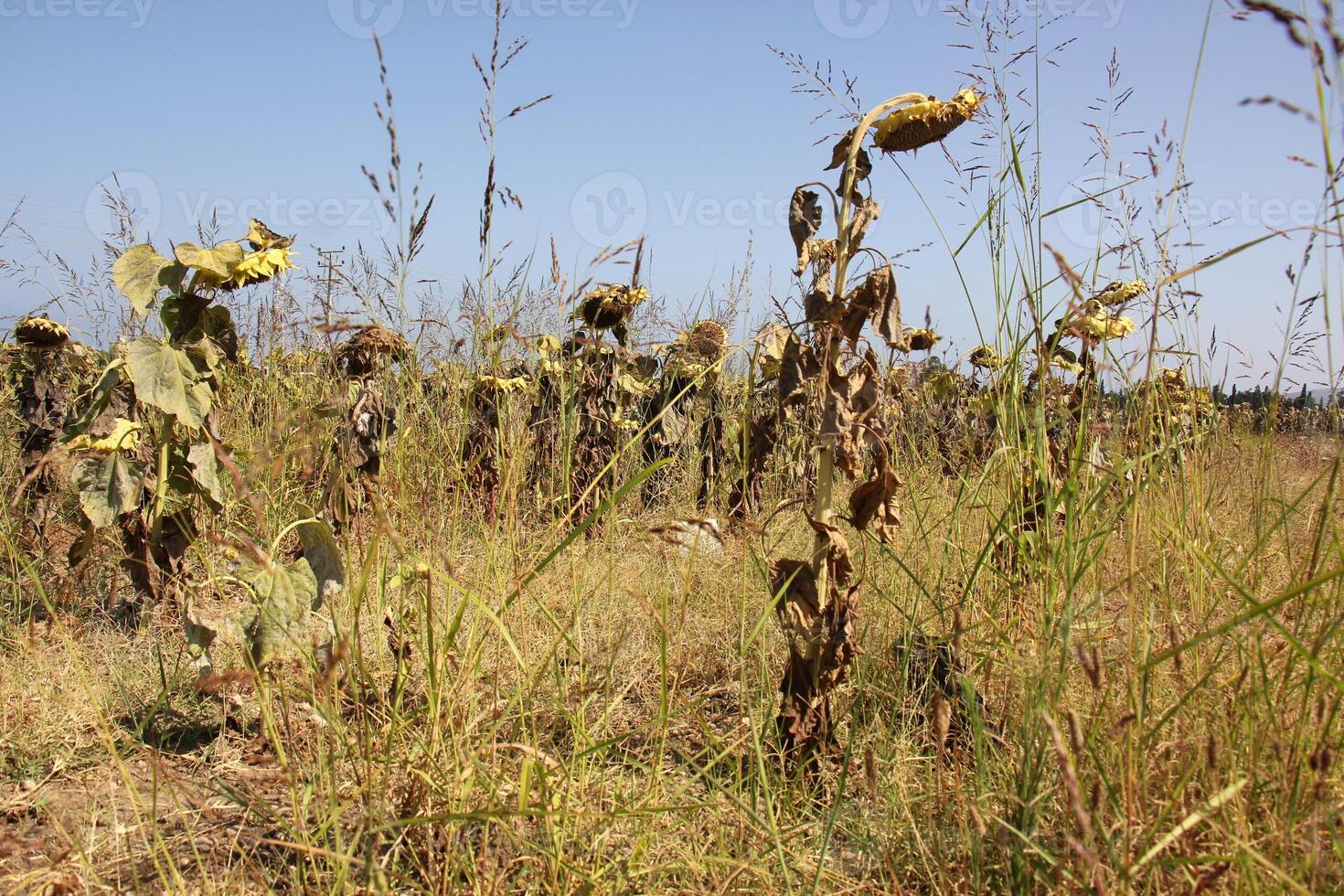 solrosor växa på en kollektiv bruka fält i nordlig israel. foto