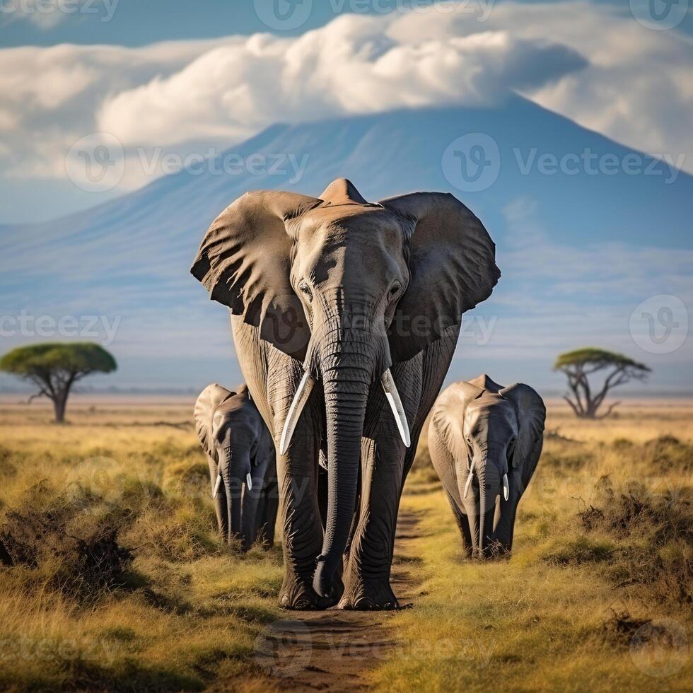 Foto elefanter i amboseli nationell parkera kenya afrika