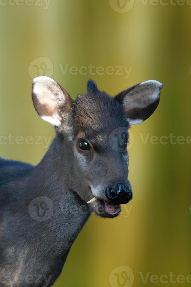 ett porträtt av en ung Söt naken rådjur foto