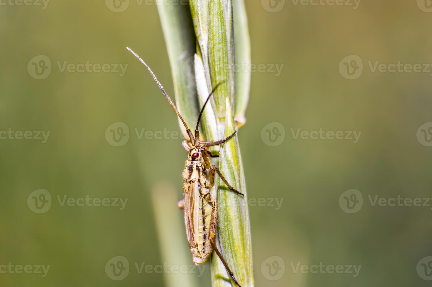 liten randig skalbagge på en blad av gräs i de säsong äng foto