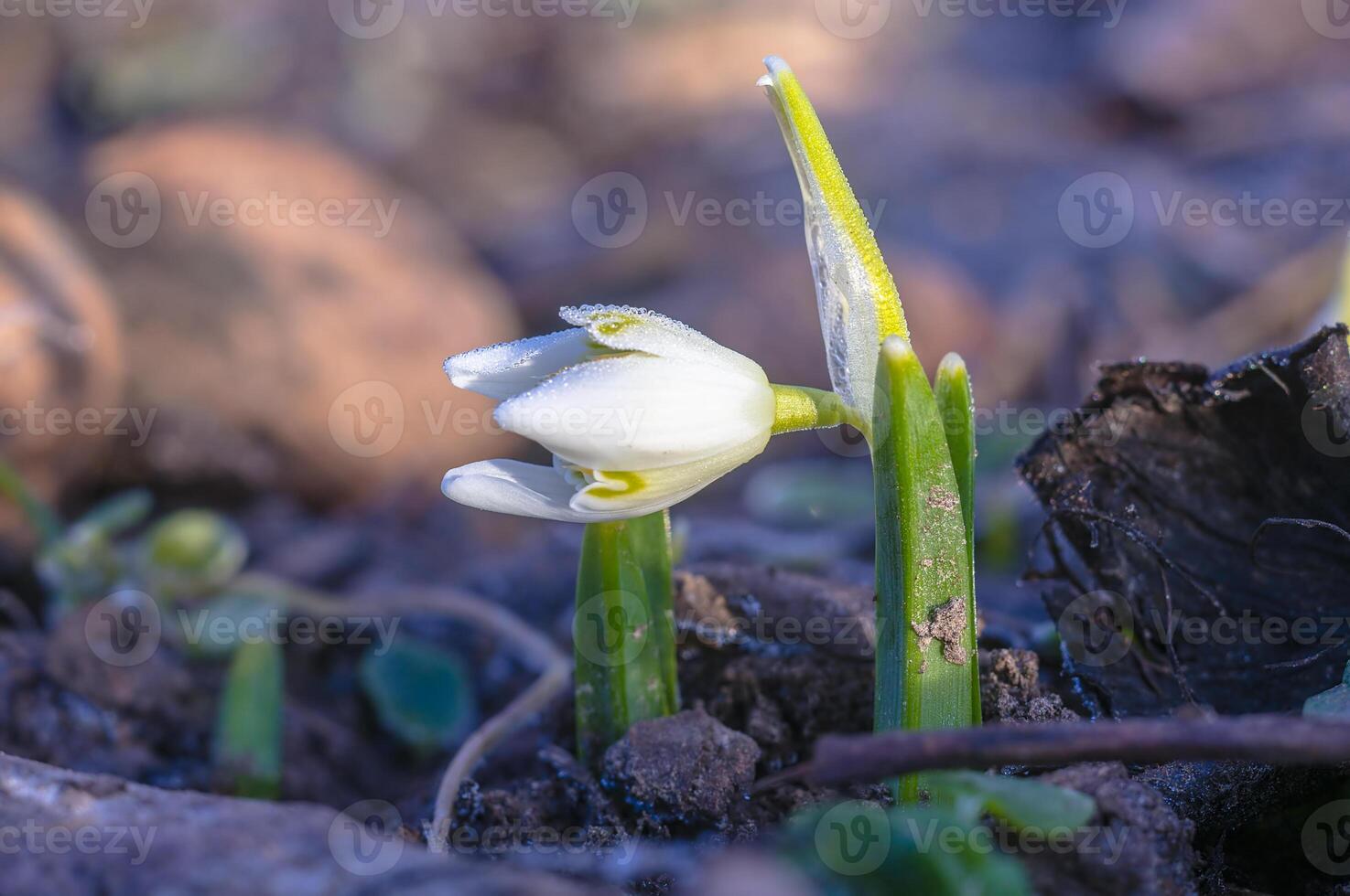 snö släppa blomma i min säsong trädgård foto