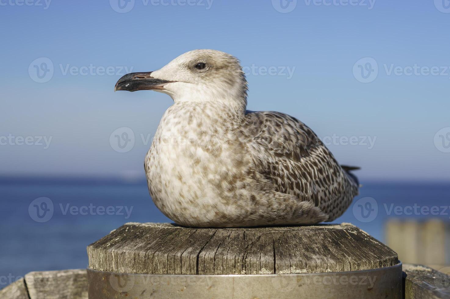 hav mås på båt docka på baltic hav strand foto