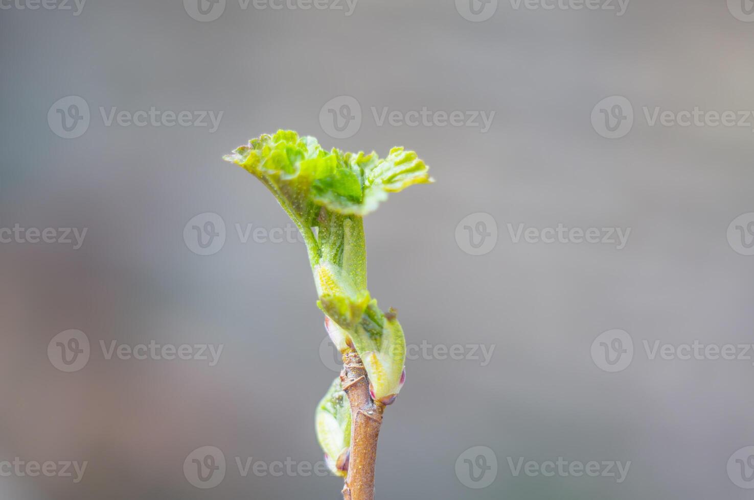 färsk vår blomma blomma för påsk säsong foto