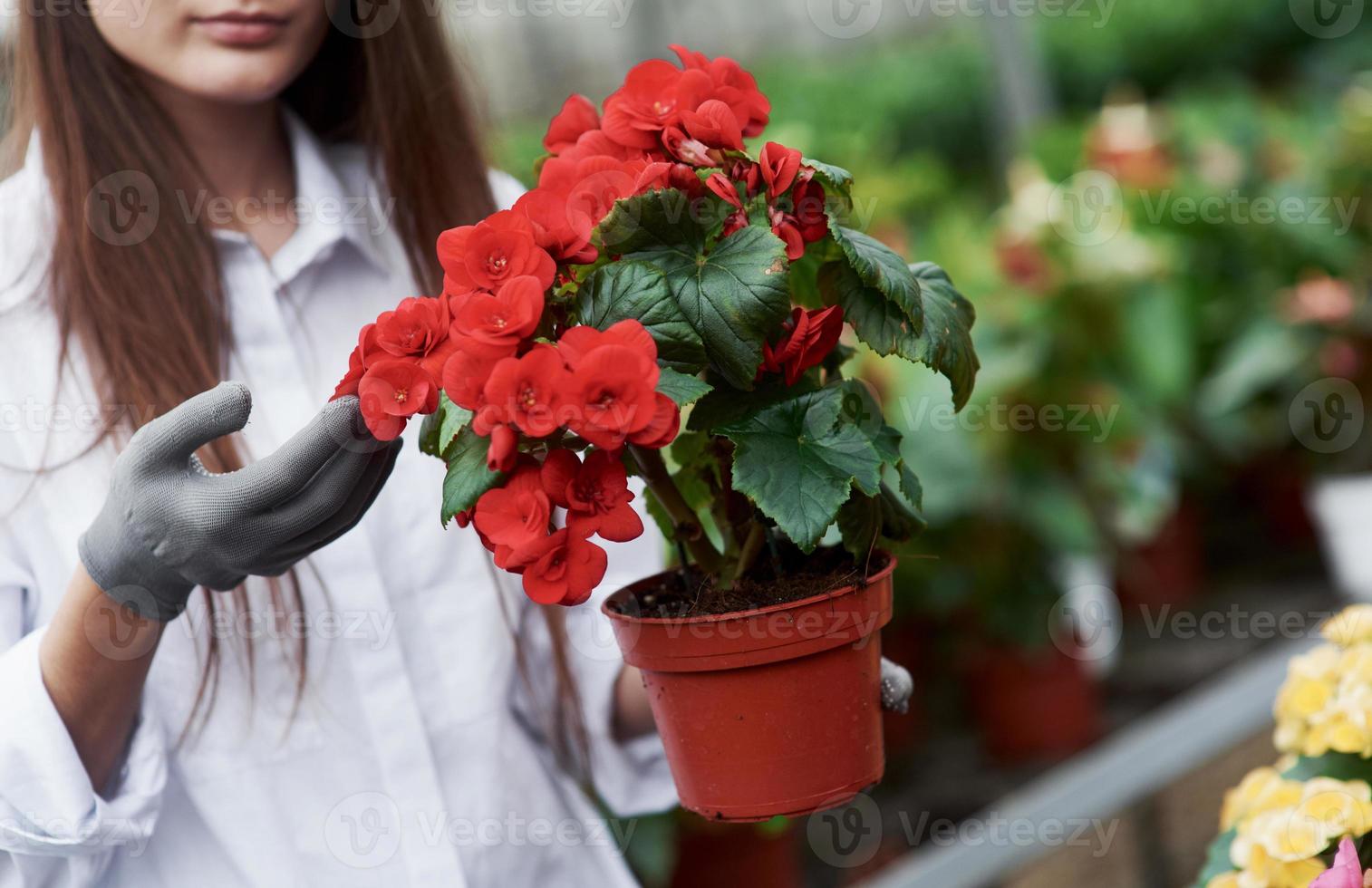 visar växten. flicka med handskar på händerna håller kruka med röda blommor foto
