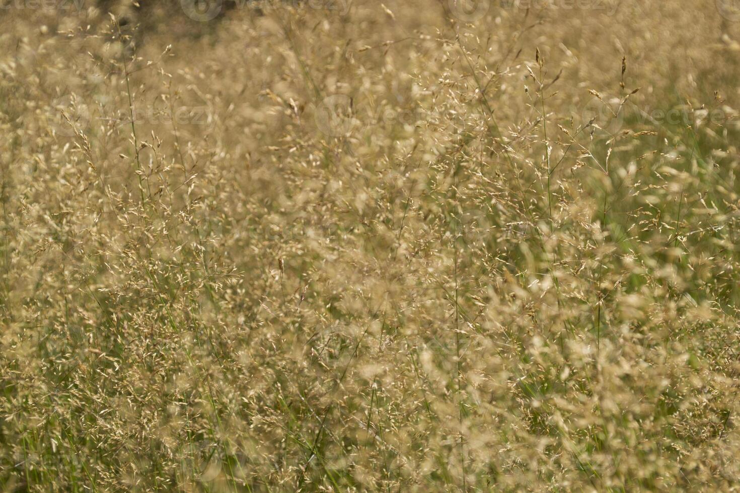 panik växt stänga upp. naturlig bakgrund. foto